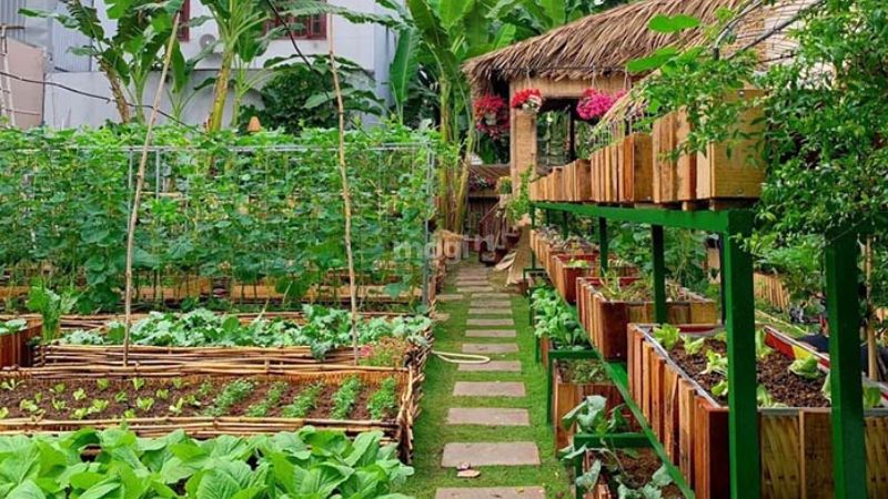 Làm vườn trồng rau tại nhà cũng giúp bạn tiết kiệm được chi phí mua nguyên liệu - Nguồn: Internet