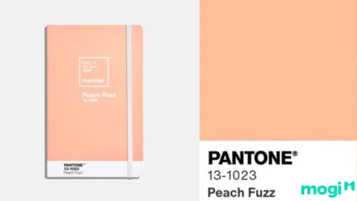 Màu của năm 2024: Ý nghĩa và ứng dụng của màu Peach Fuzz