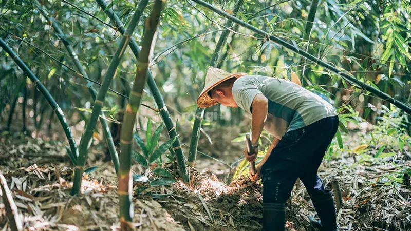 Những lưu ý quan trọng về việc nên trồng bao nhiêu cây tre thì gặp được may mắn 