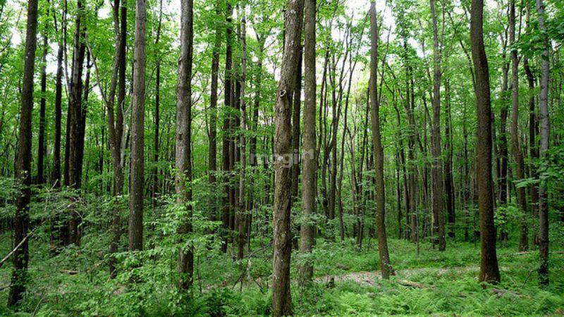 Có nên mua đất rừng sản xuất hay không?
