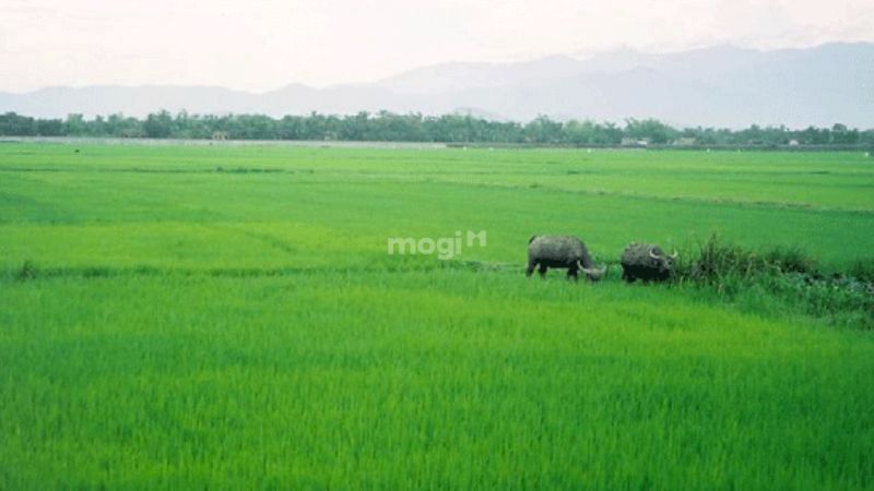 Sử dụng LUA là đất trồng lúa sai mục đích bị xử phạt như thế nào?