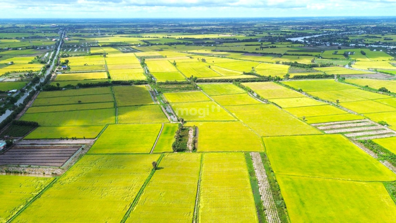 Đất ruộng là gì?