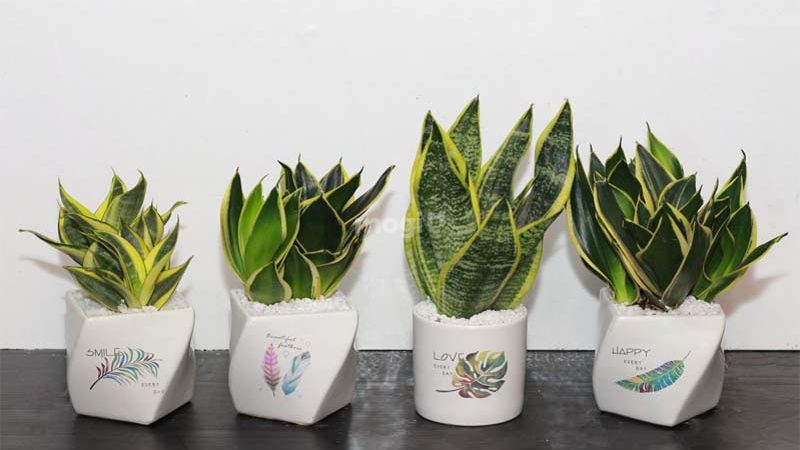 Người mạng kim ngủ quay đầu hướng nào tốt cho phong thủy, tài lộc? 5 Cây phong thuỷ