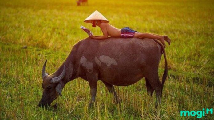 Nằm mơ thấy trâu là điềm báo tốt hay xấu? Con số may mắn liên quan