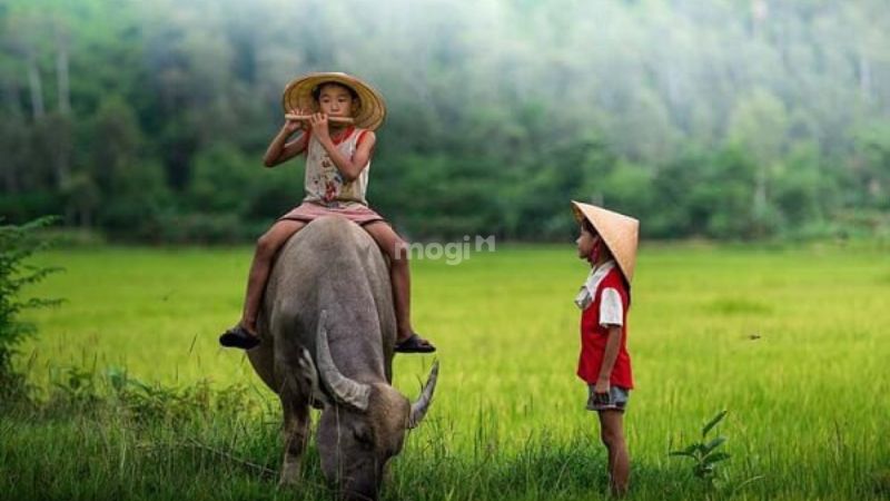 Nằm mơ thấy trâu là điềm báo tốt hay xấu? Con số may mắn liên quan 1 Mơ thấy trâu là điềm lành hay dữ?