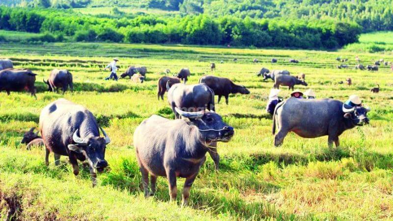 Nằm mơ thấy trâu là điềm báo tốt hay xấu? Con số may mắn liên quan 2 Mơ thấy đàn trâu