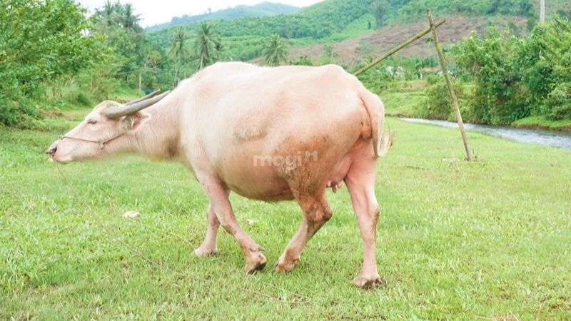 Nằm mơ thấy trâu là điềm báo tốt hay xấu? Con số may mắn liên quan 3 mơ thấy con trâu trắng