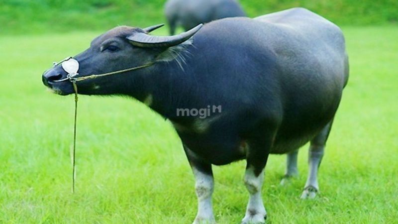 Nằm mơ thấy trâu là điềm báo tốt hay xấu? Con số may mắn liên quan 5 mơ bị trâu đuổi