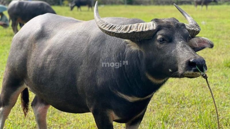 Nằm mơ thấy trâu là điềm báo tốt hay xấu? Con số may mắn liên quan 7 mơ thấy mình bị trâu húc