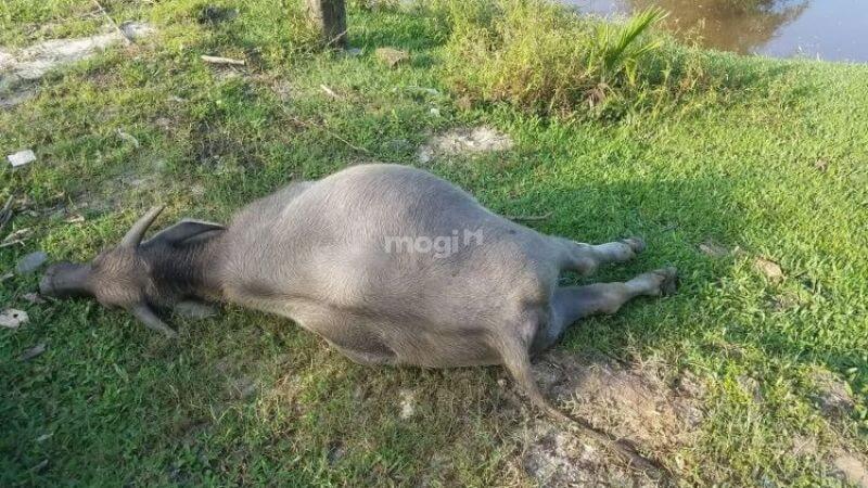 Nằm mơ thấy trâu là điềm báo tốt hay xấu? Con số may mắn liên quan 8 mơ thấy trâu chết