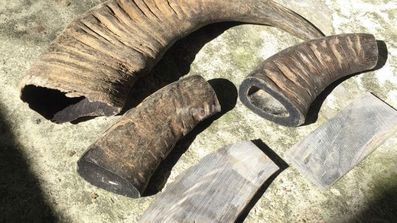 Nằm mơ thấy trâu là điềm báo tốt hay xấu? Con số may mắn liên quan 9 mơ thấy sừng trâu