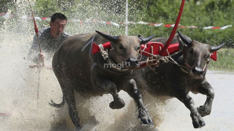 Nằm mơ thấy trâu là điềm báo tốt hay xấu? Con số may mắn liên quan 11 mơ thấy trâu chạy