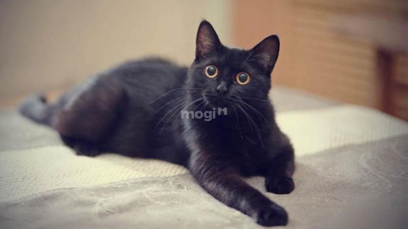 Mèo đen vào nhà theo thời điểm