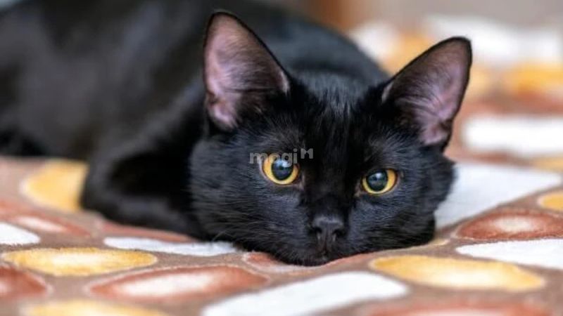 Mèo đen vào nhà theo trường hợp 