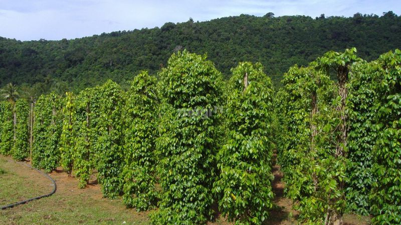 Đất Trồng Cây Lâu Năm Có Được Xây Nhà Không? Mới Nhất 2025 1 Đất trồng cây lâu năm có được xây nhà không?