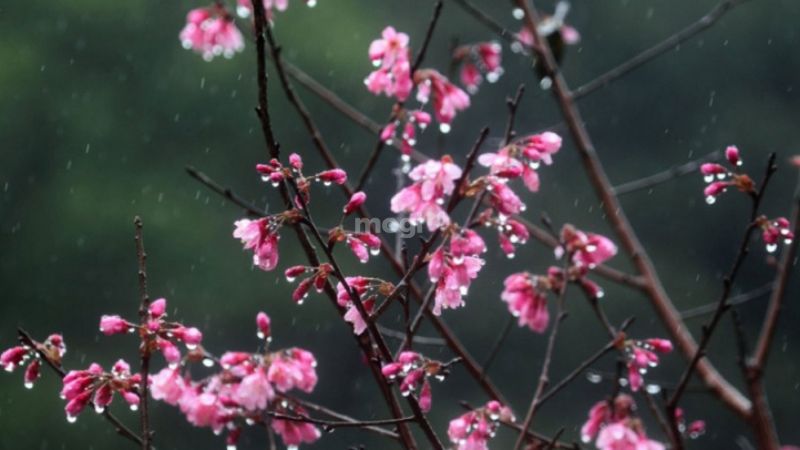 Nếu nằm mơ thấy trời mưa phùn là tín hiệu sẽ có điềm may