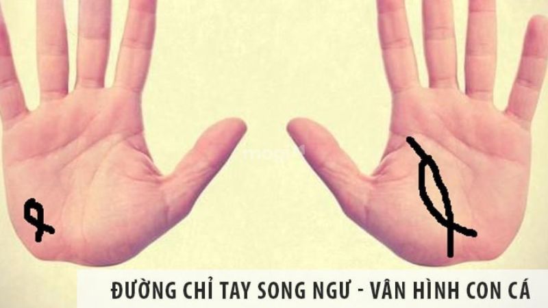 4 đường chỉ tay hiếm gặp nhất - Giải mã ý nghĩa phong thuỷ 2 Đường chỉ tay Song Ngư - Một trong 5 đường chỉ tay hiếm có khó tìm