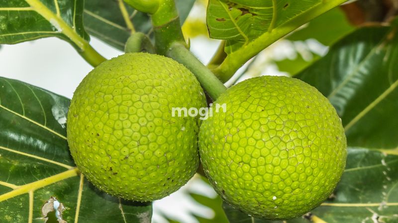 19+ cách đuổi gián ra khỏi nhà hiệu quả, cực đơn giản 9 Sử dụng quả sake