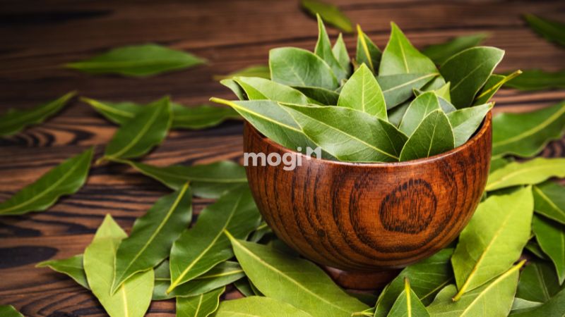 19+ cách đuổi gián ra khỏi nhà hiệu quả, cực đơn giản 12 Dùng lá nguyệt quế