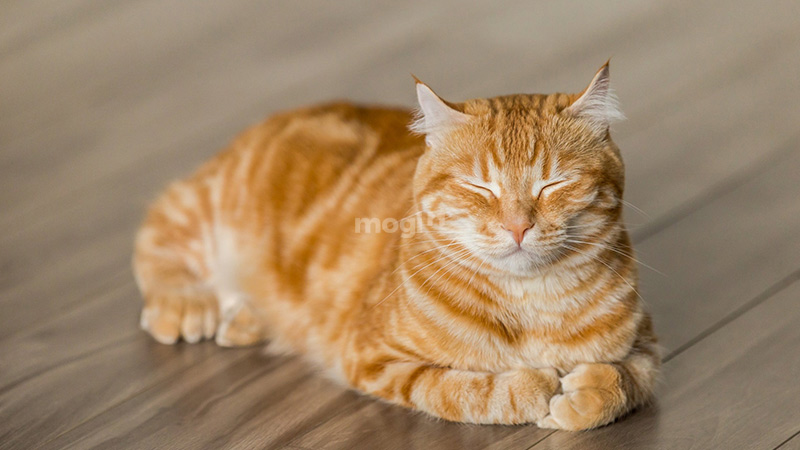 Thấy mèo vàng vào nhà báo hiệu điều gì?