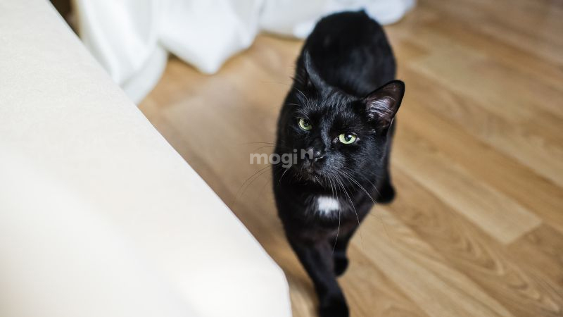 Điềm báo mèo đen vào nhà