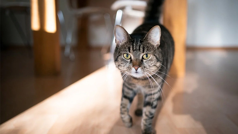 Điềm báo mèo đen trắng vào nhà