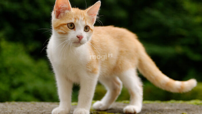 Mèo vàng vào nhà là điềm gì?