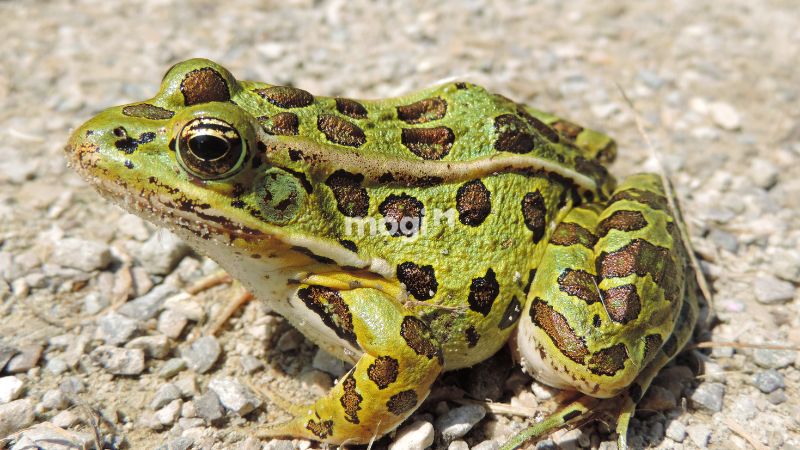 Cách xử lý khi ếch nhảy vào nhà