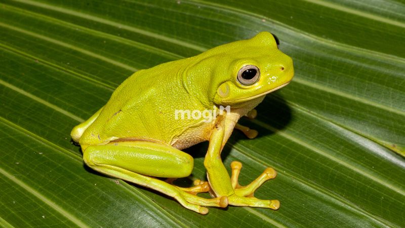 Ếch vào nhà là điềm gì?