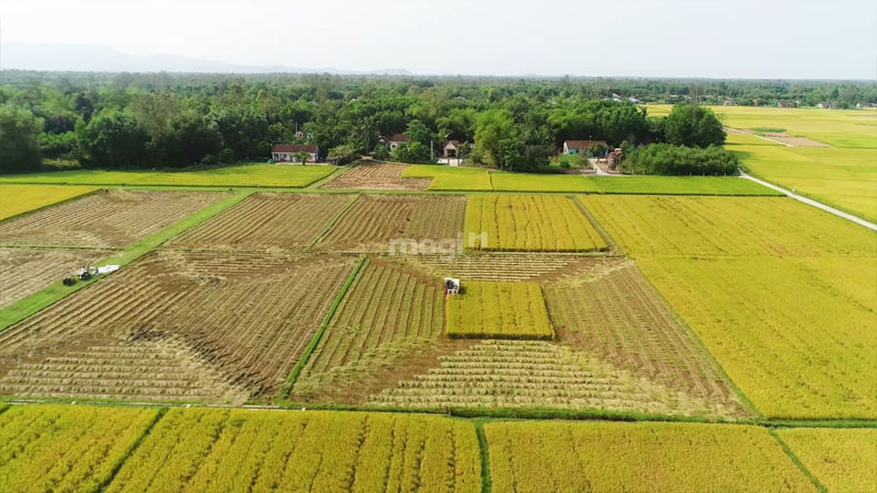 Sổ xanh là gì ? Đất sổ xanh có chuyển sang sổ đỏ được không? 3 Thời hạn sử dụng đất sổ xanh hiện nay