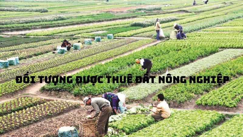 Mẫu hợp đồng thuê đất nông nghiệp chi tiết cập nhật mới nhất 2025 2 Những đối tượng nào được thuê đất nông nghiệp?