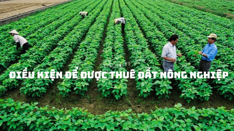 Mẫu hợp đồng thuê đất nông nghiệp chi tiết cập nhật mới nhất 2025 3 Những điều kiện để được thuê đất nông nghiệp