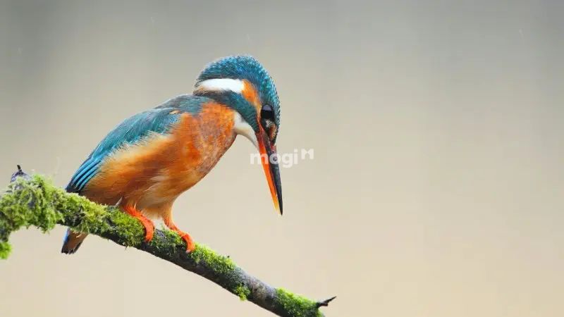 Chim bói cá bay vào nhà