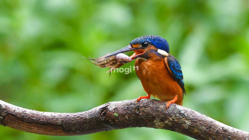 Ý nghĩa phong thuỷ khi chim bói cá bay vào nhà