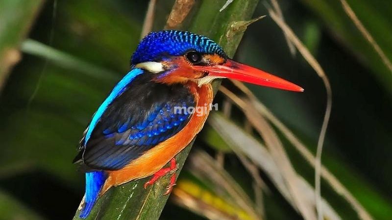 Hiện tượng chim bói cá bay vào nhà theo khoa học