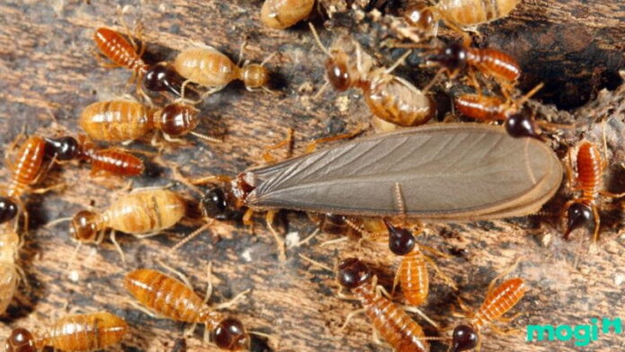 mối bay vào nhà là điềm gì