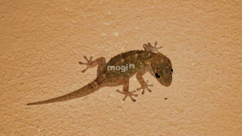 Lý do khiến nhà nhiều thằn lằn