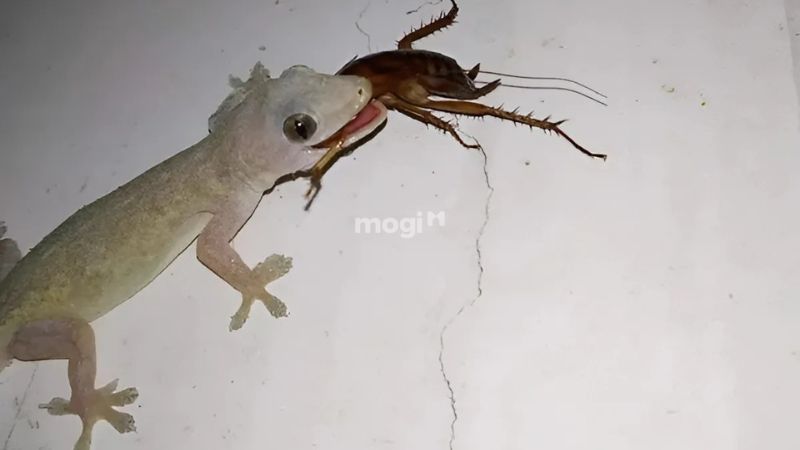 Xử lý "mồi ngon" hấp dẫn thằn lằn trong nhà