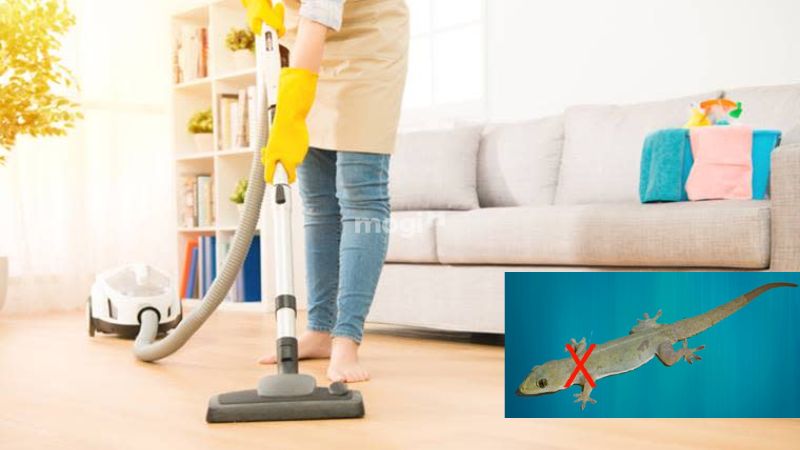 Giữ nhà cửa sạch sẽ để thằn lằn không sinh sôi