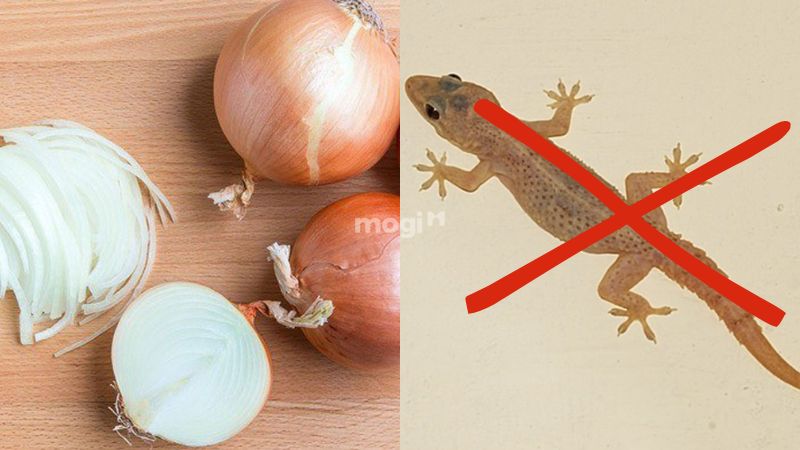 Sử dụng hành tây để đuổi thằn lằn ra khỏi nhà