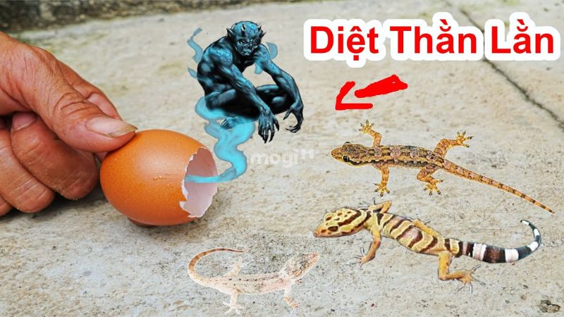 Đặt vỏ trứng nguyên vẹn trước nhà để đuổi thằn lằn