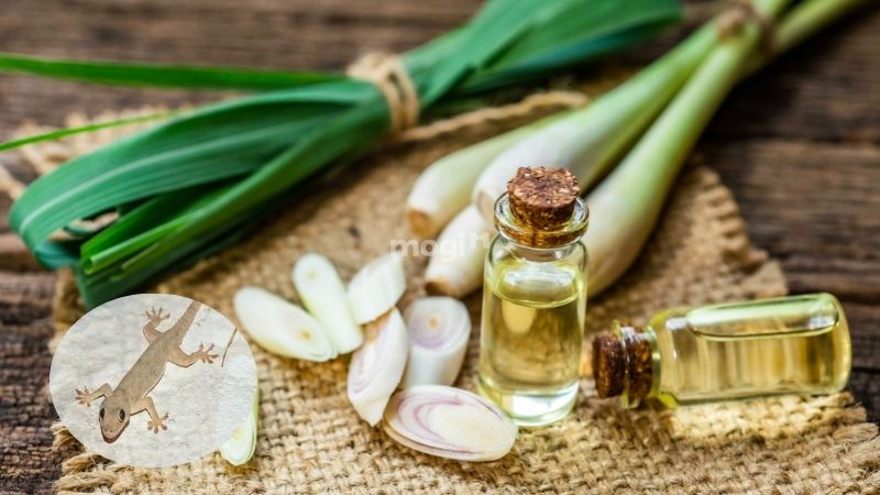 Dùng tinh dầu sả thơm dễ chịu đuổi thằn lằn