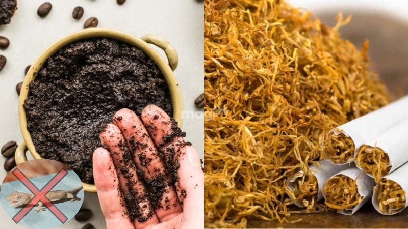 Kết hợp bã cafe và thuốc lá là giải pháp hữu hiệu triệt thằn lằn trong nhà
