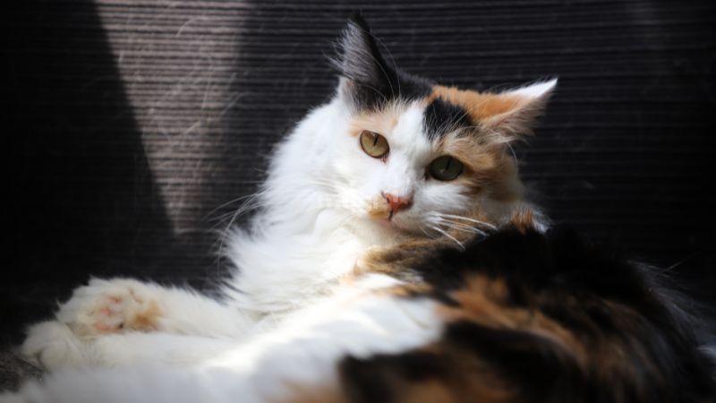 Ý nghĩa của mèo tam thể trong phong thủy