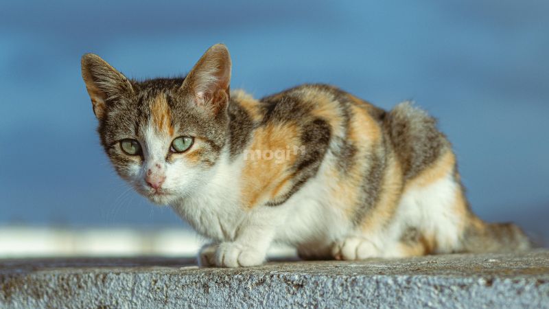 Nằm mơ thấy mèo tam thể vào nhà có tốt không?