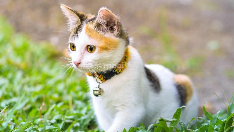 Các quan niệm về điềm báo khi mèo tam thể vào nhà ở các nước