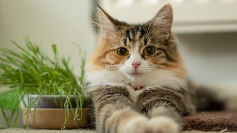 Các quan niệm về điềm báo khi mèo tam thể vào nhà ở các nước