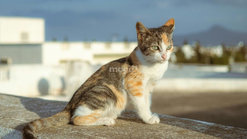 Các quan niệm về điềm báo khi mèo tam thể vào nhà ở các nước