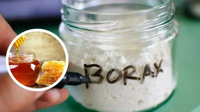 19 Cách diệt gián trong phòng trọ cực nhanh và hiệu quả 2025 18 Dùng hàn the và mật ong