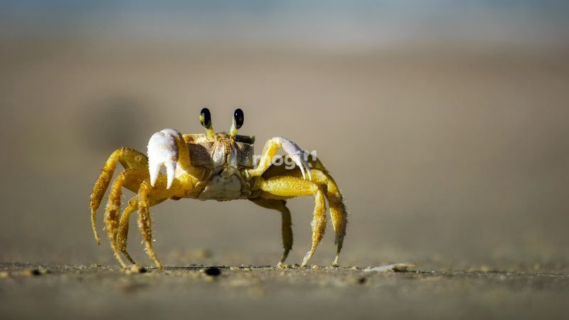 Hiện tượng cua bò vào nhà theo góc nhìn khoa học